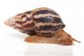 Limicolaria flammea Ghana adult, 6cm, import